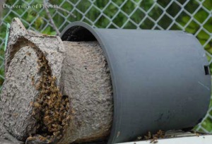 Photo of Africanized Honey Bees in swarm trap