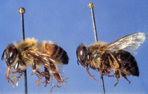 Photo of an Africanized Honey Bee and an European Honey Bee